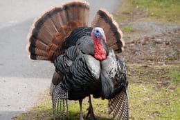 Not ‘Turkeys for Christmas’
