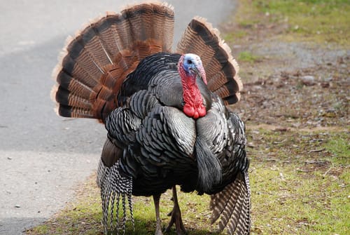 Not ‘Turkeys for Christmas’